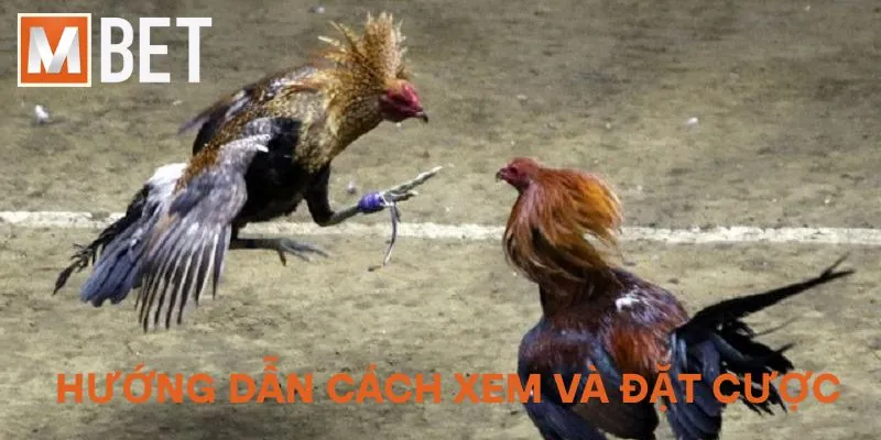 Hướng dẫn cách xem và đặt cược