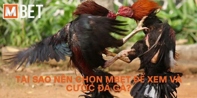 Tại sao nên chọn Mbet để xem và cược Đá Gà?