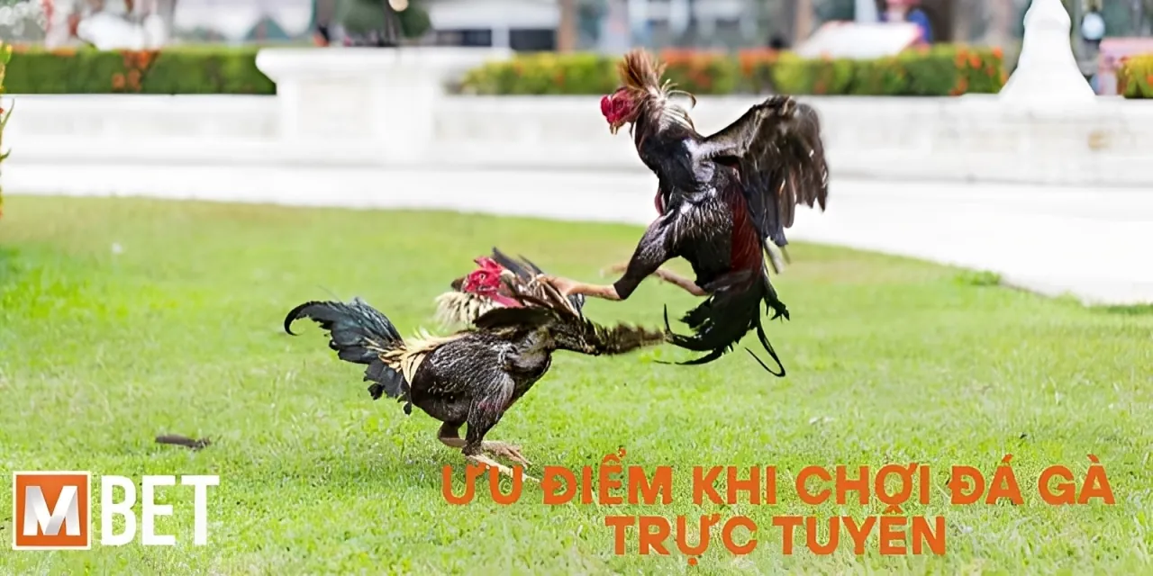 Ưu điểm khi chơi Đá Gà Trực Tuyến tại Mbet