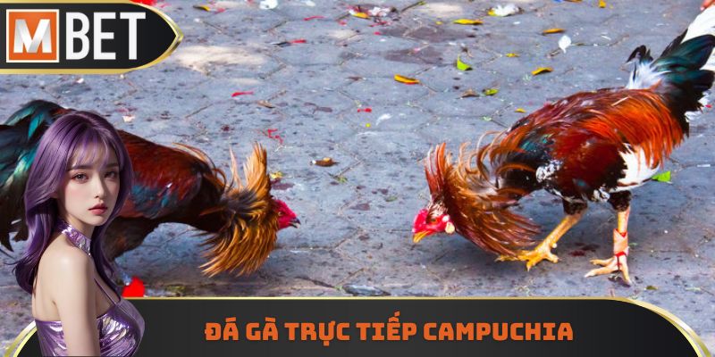 Đá gà trực tiếp Campuchia