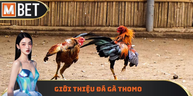 Loại hình giải trí đá gà Thomo
