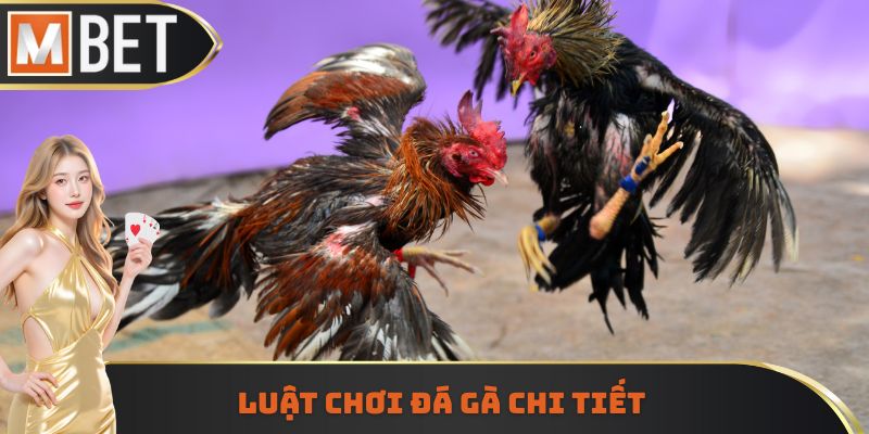 Luật chơi đá gà chi tiết
